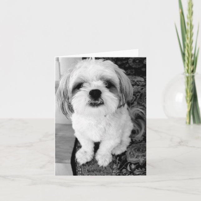 Cute Shih Tzu  Note Card (Front)