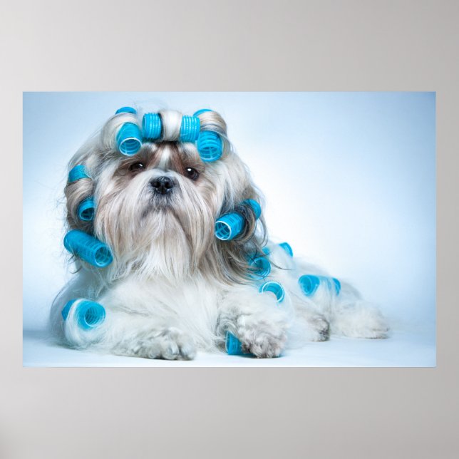 Cute Shih Tzu Poster (Front)