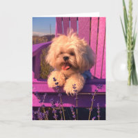 Cute Shih Tzu Puppy Smiling (Dog Days)