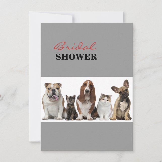 cute short hair cat friends basset hound bull dog invitation (Front)