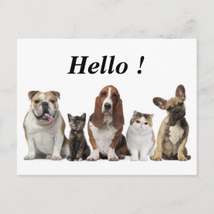 cute short hair cat friends basset hound bull dog postcard
