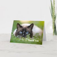 Cute Siamese Cat Photo