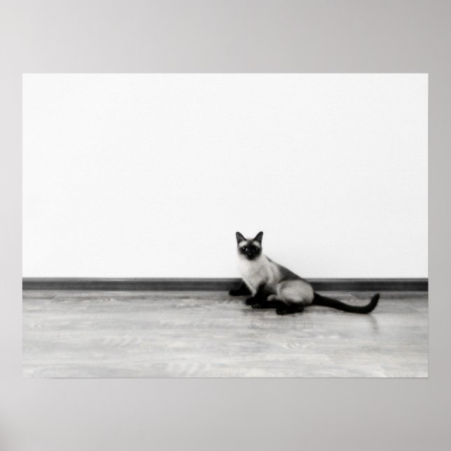 CUTE Siamese Cat Portrait Photograph Poster (Front)