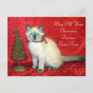 Cute Siamese Kitten Christmas Tree Holiday Postcard
