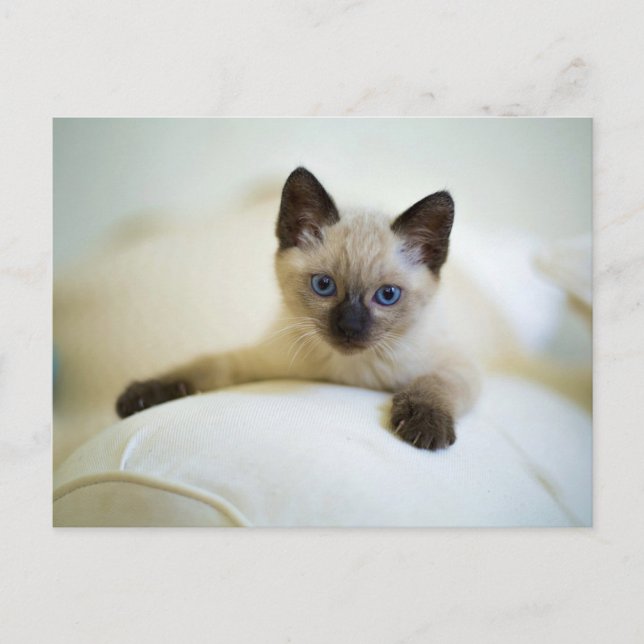 Cute Siamese Kitten Postcard (Front)