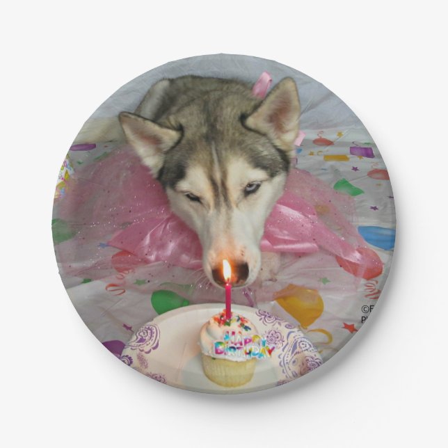 Cute Siberian Husky Birthday Plate (Front)