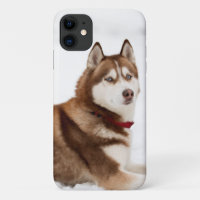 Cute Siberian Husky Portrait