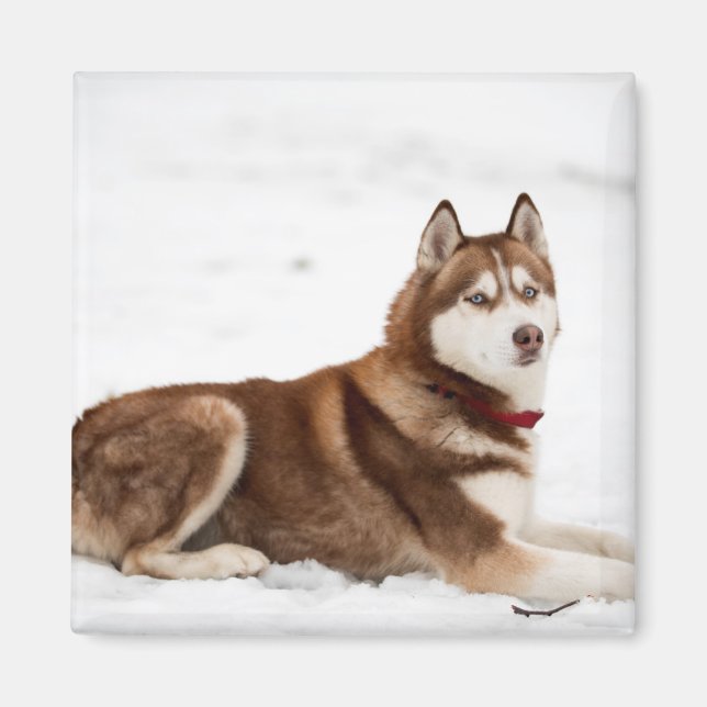 Cute Siberian Husky Portrait Magnet (Front)