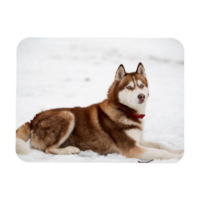 Cute Siberian Husky Portrait Magnet (Horizontal)