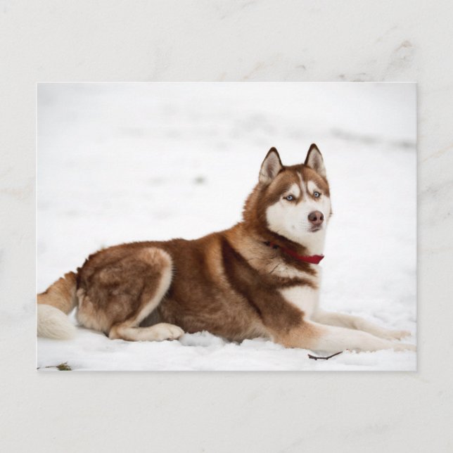 Cute Siberian Husky Portrait Postcard (Front)