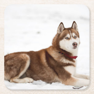 Cute Siberian Husky Portrait Square Paper Coaster