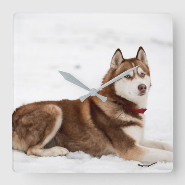 Cute Siberian Husky Portrait Square Wall Clock (Front)