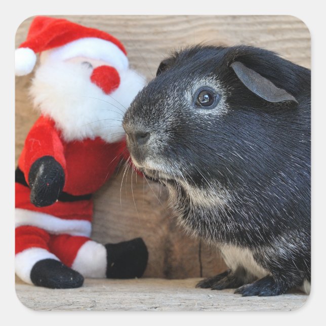 Cute Silver Fox Guinea Pig and Santa Claus Square Sticker (Front)