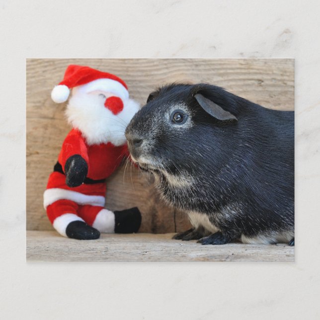 Cute Silver Fox Guinea Pig and Santa Holiday Postcard (Front)