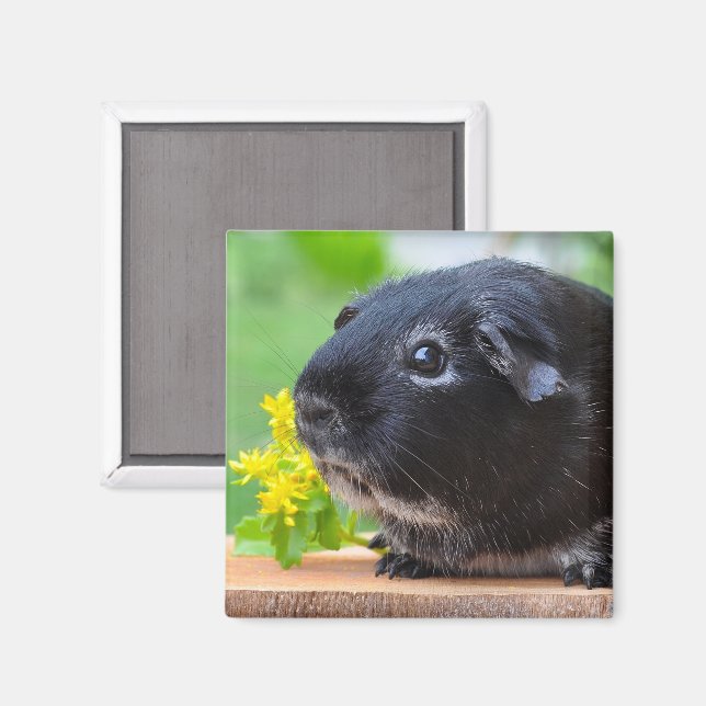 Cute, Silver Fox Guinea Pig and Yellow Flower Magnet (Front/Back)