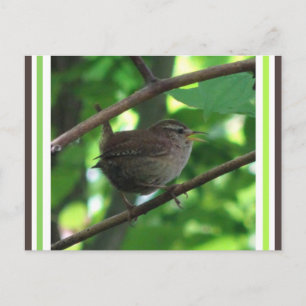 Cute Singing Wren DIY Postcard