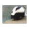 Cute Skunk Postcard