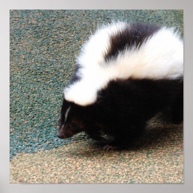 Cute Skunk Poster (Front)