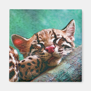 Cute Sleeping Baby Ocelot Kitten Magnet