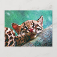 Cute Sleeping Baby Ocelot Kitten