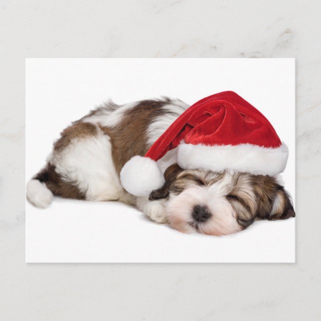 Cute Sleeping Havanese Puppy Dog Is Dreaming Postcard (Front)