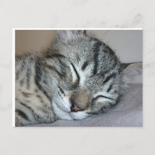 Cute Sleeping Kitten Postcard