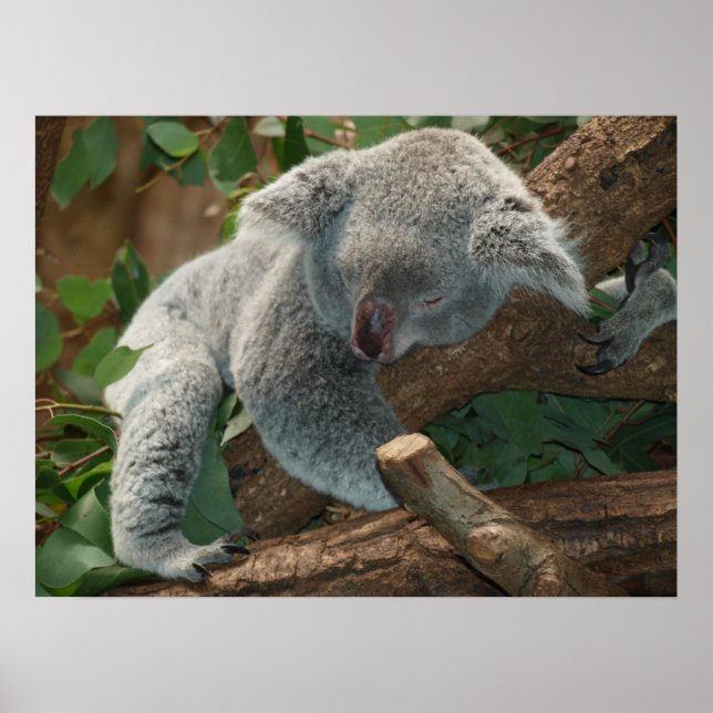 Cute Sleeping Koala Bear Poster (Front)