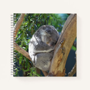 Cute Sleeping Koala in Tree Notebook