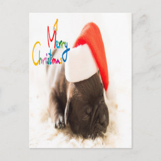 Cute sleeping pup Christmas Postcard