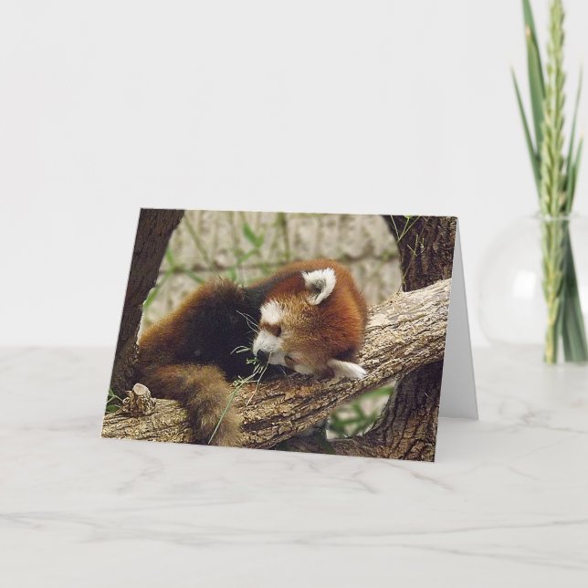 Cute Sleeping Red Panda w/ Food in It's Mouth Card (Front)