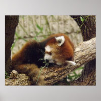 Cute Sleeping Red Panda w/ Food in Its Mouth