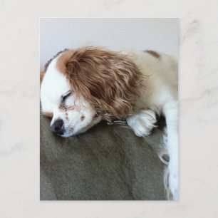 Cute sleeping Spaniel Dog personalised gifts Postcard