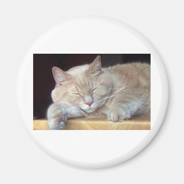 CUTE SLEEPY CAT MAGNET (Front)