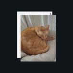 Cute Sleepy Ginger Kitty Postcard<br><div class="desc">A  ginger kitty sleeps on a blanket in a chair photographed by Angelandspot in the year 2026</div>