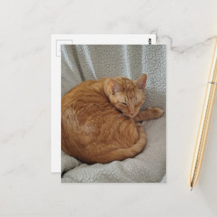 Cute Sleepy Ginger Kitty Postcard