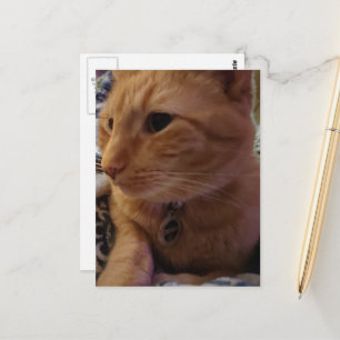 Cute Sleepy Ginger Kitty Postcard