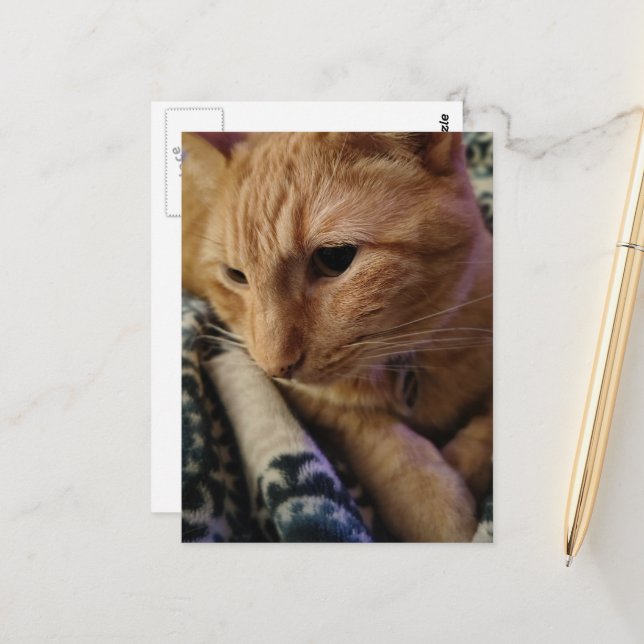 Cute Sleepy Ginger Kitty Postcard (Front/Back In Situ)