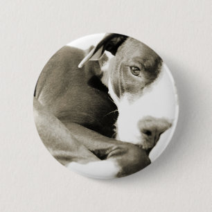 cute sleepy lazy pit bull dog 6 cm round badge