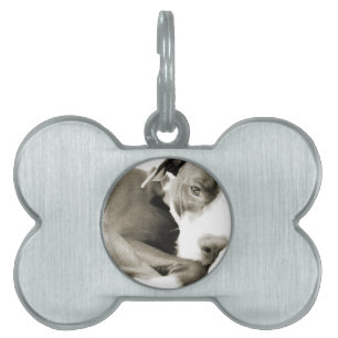 cute sleepy lazy pit bull dog pet name tag