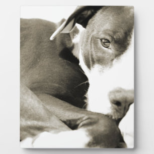 cute sleepy lazy pit bull dog plaque