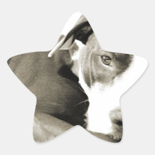 cute sleepy lazy pit bull dog star sticker