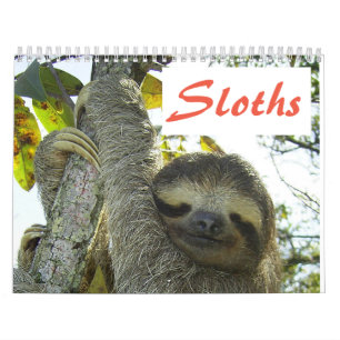 Cute Sloth Pictures   Adorable Sloth Photos Calendar