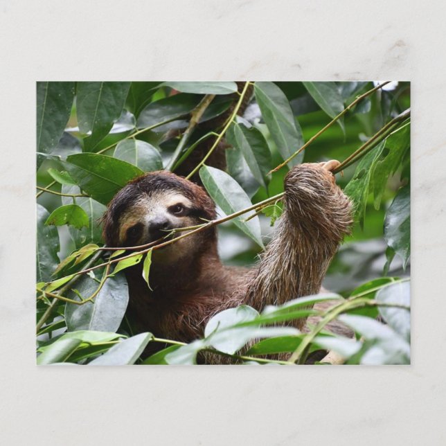Cute sloth postcard (Front)