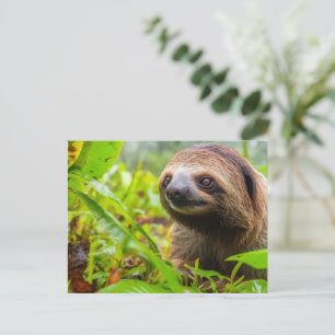 Cute sloth resting holiday postcard