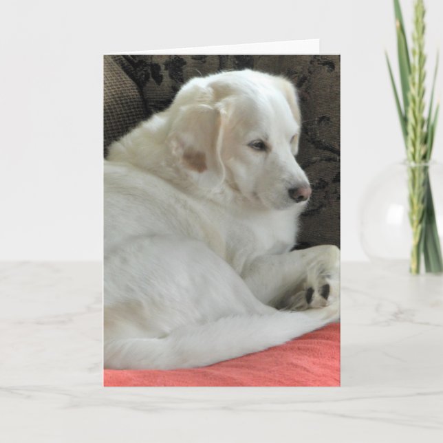 Cute Small White Dog Portrait Card (Front)