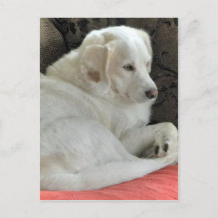 Cute Small White Dog Portrait Postcard