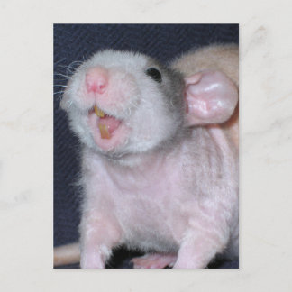 Cute Smile Rat Postcard