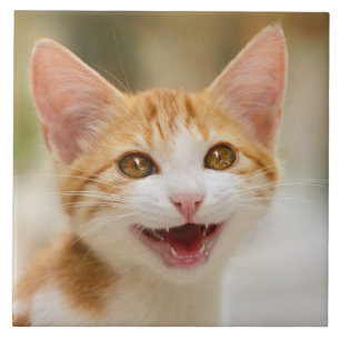 Cute Smiling Kitten Face Funny Cat Meow Photo Tile