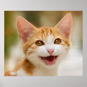 Cute smiling kitten funny cat meow poster