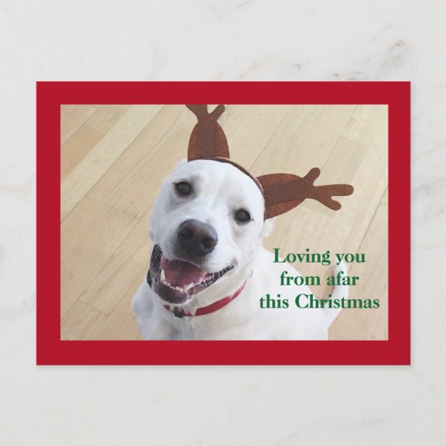 Cute Smiling White Reindeer Dog Red Christmas Postcard (Front)